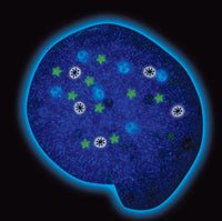 Total Eclipse Thinking Putty