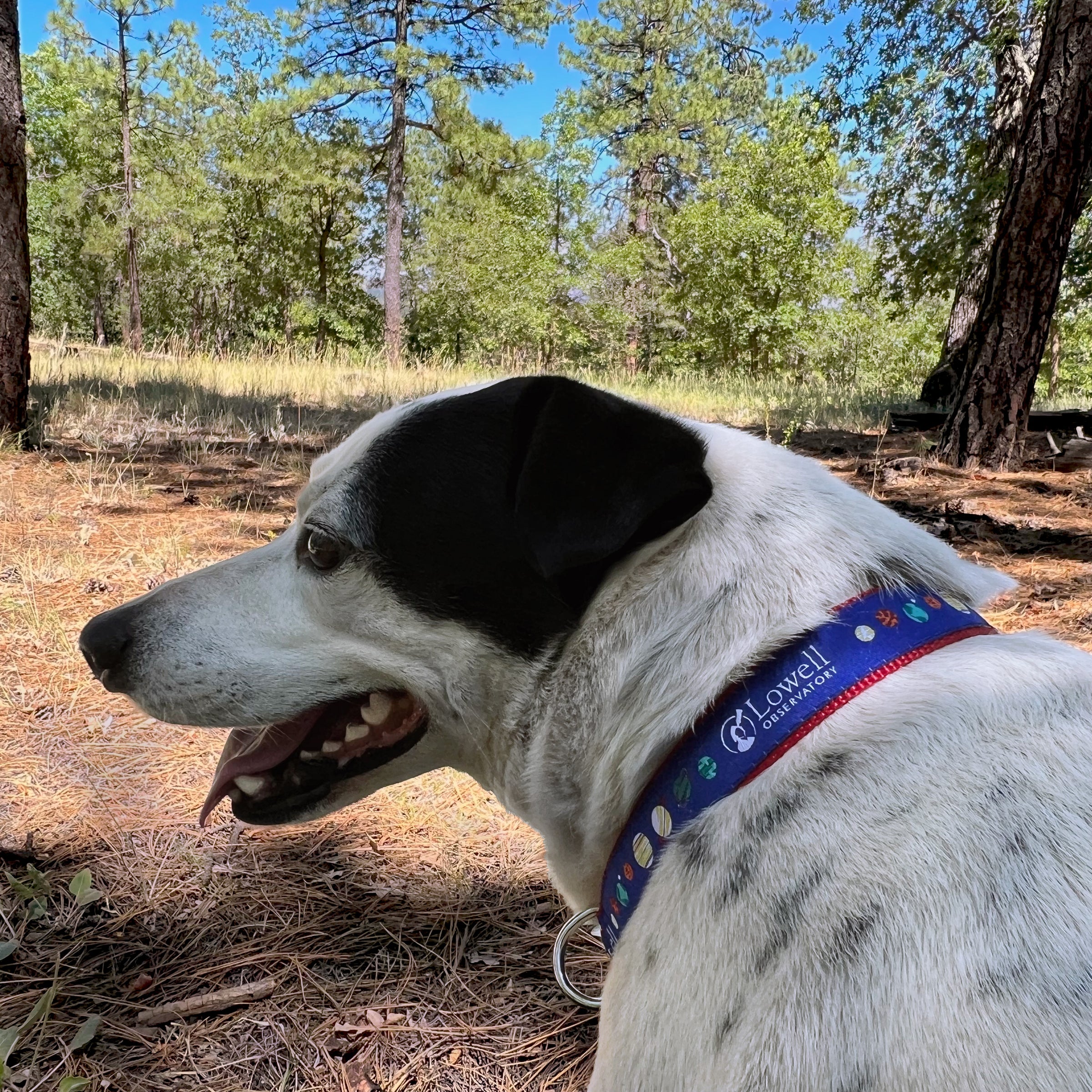 Solar System Dog Collar