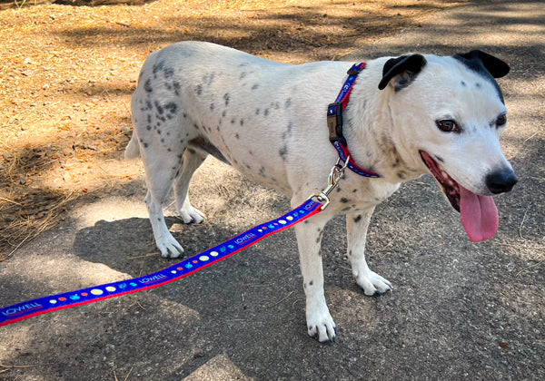 Solar System Dog Leash