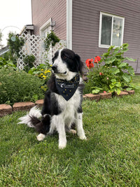 Constellations Dog Bandana