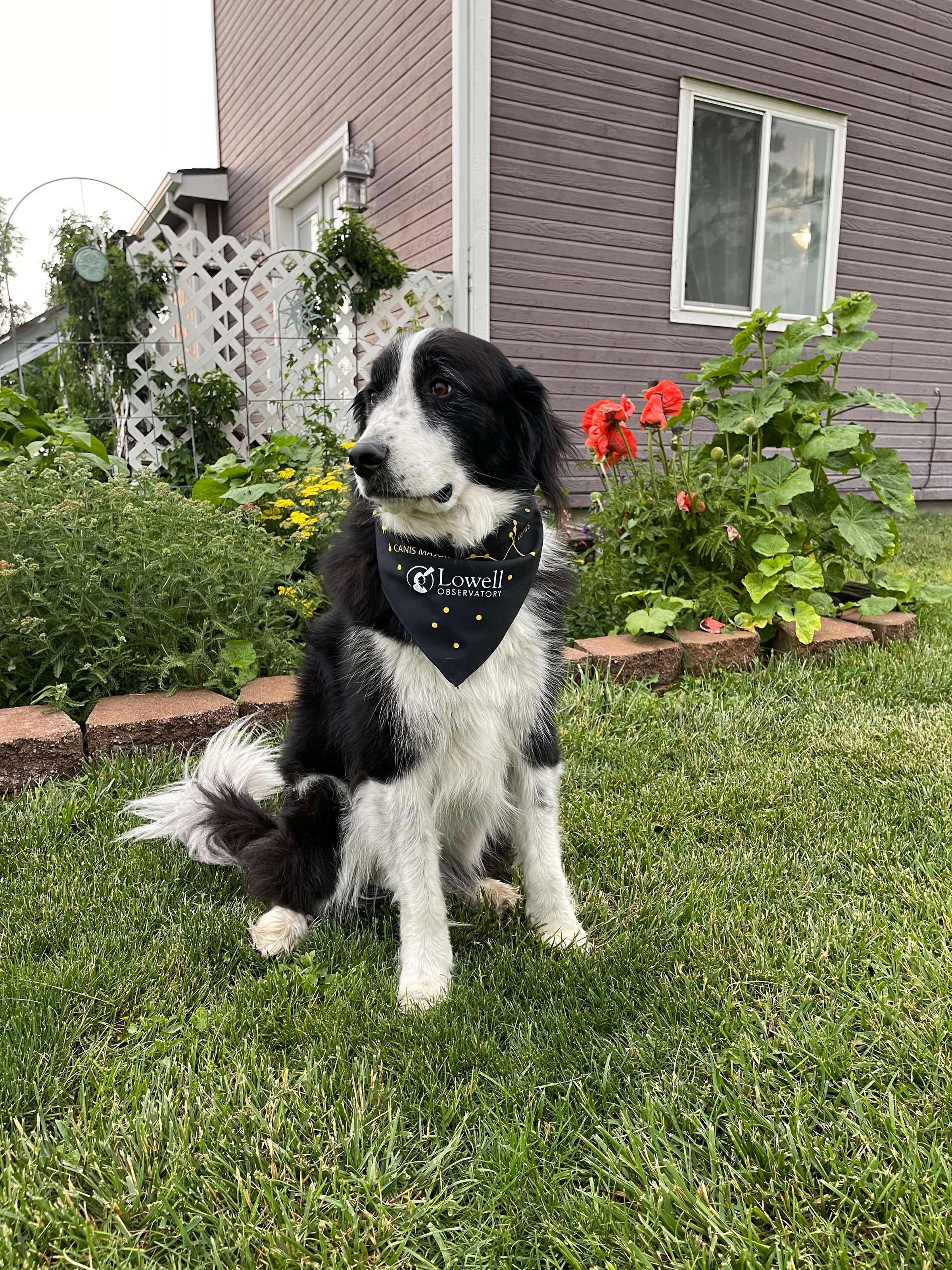 Constellations Dog Bandana