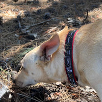 Constellations Dog Collar