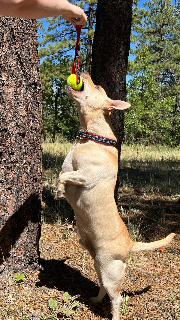 Constellations Tennis Ball Toss Toy