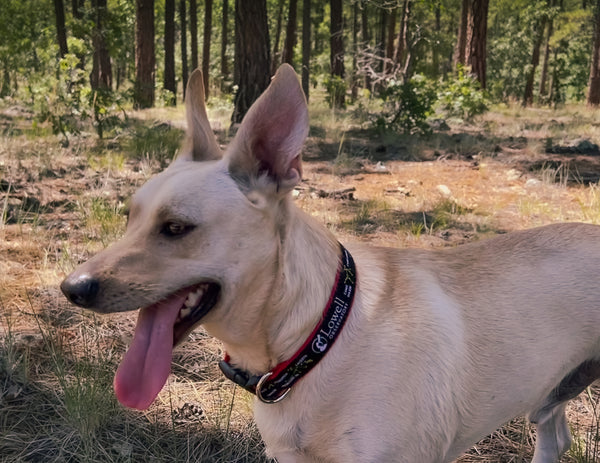 Constellations Dog Collar
