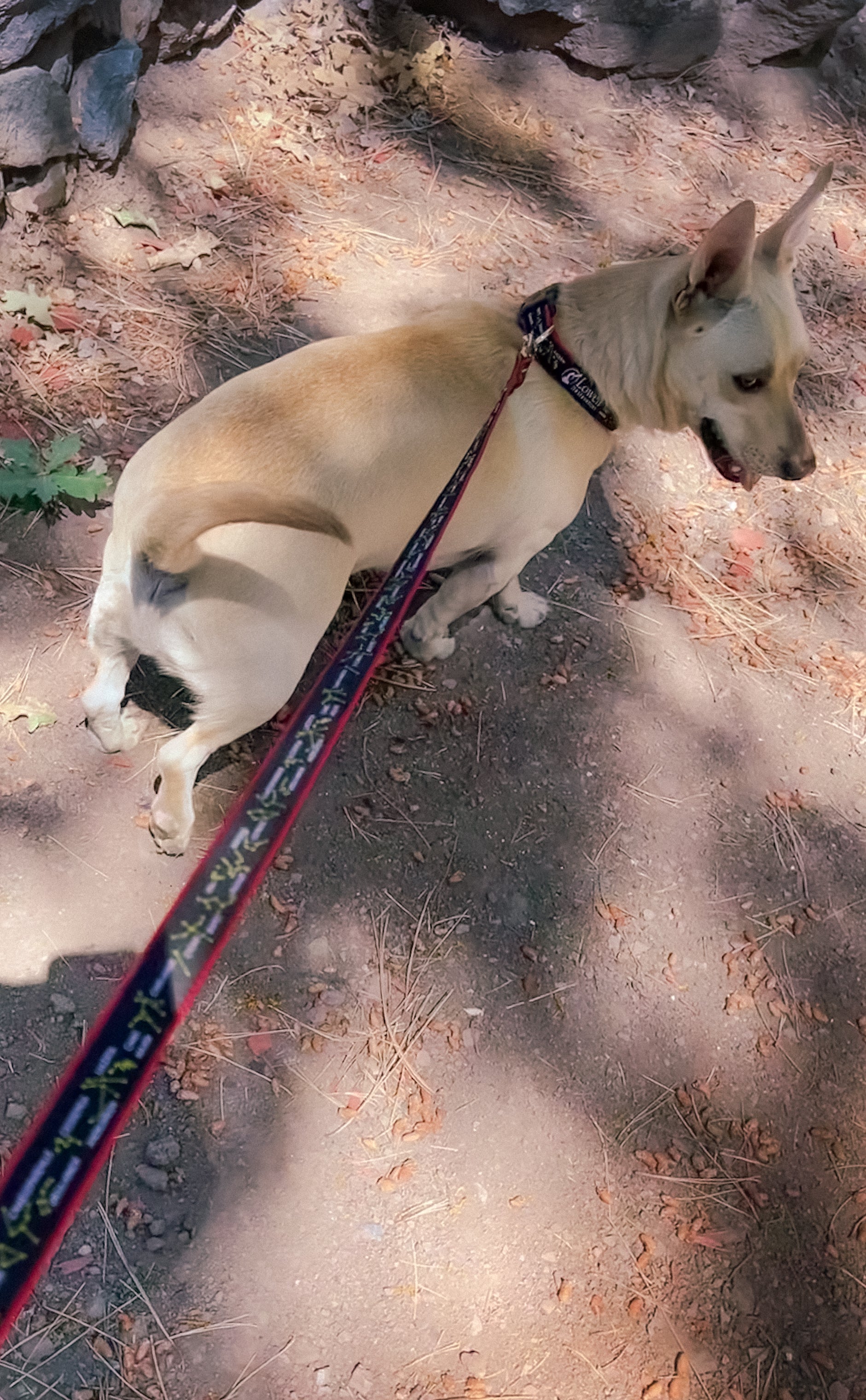 Constellations Dog Leash