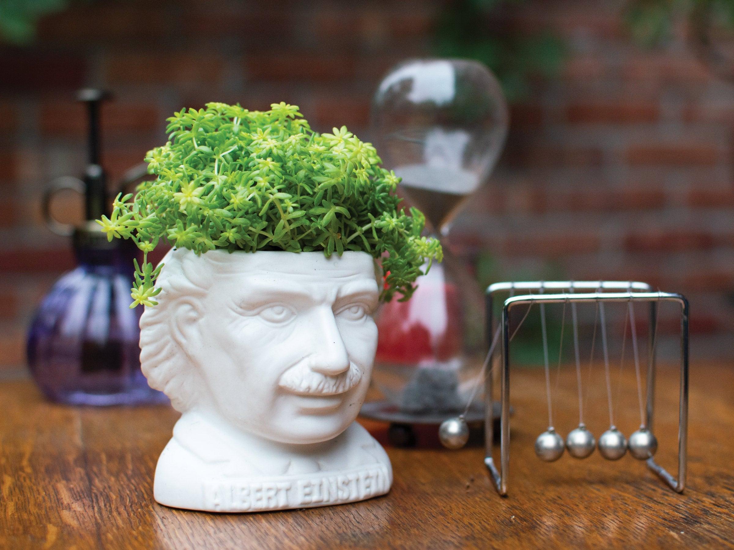 Albert Einstein Planter