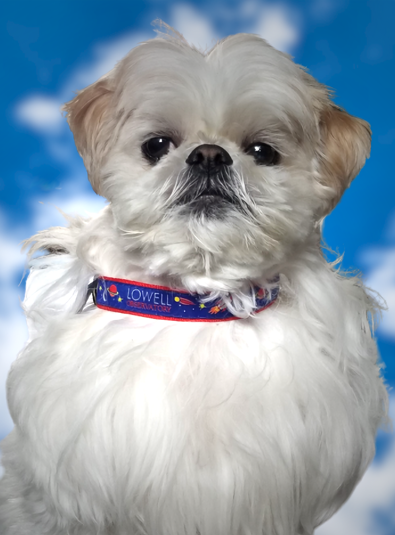 Rockets Dog Collar (Small)